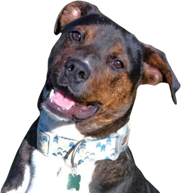 Dog smiling