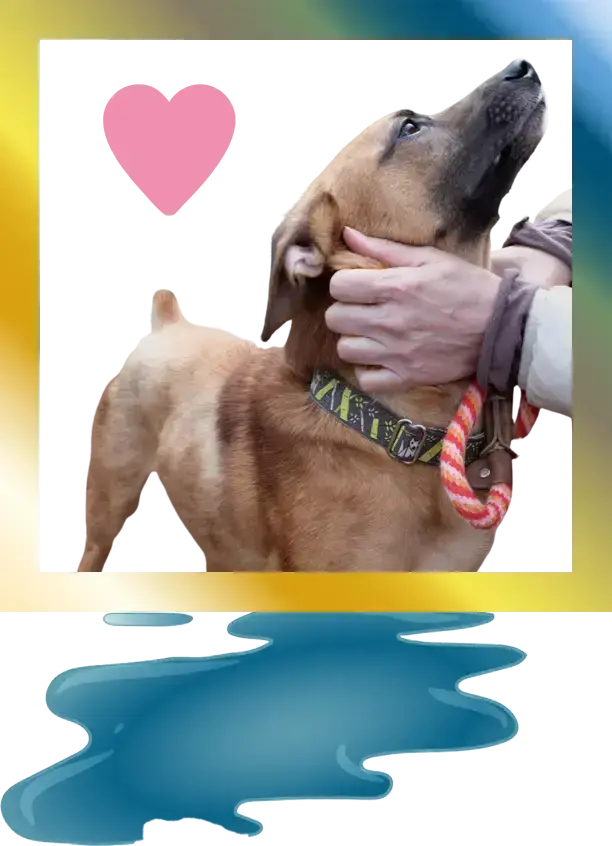 Frame with a happy dog