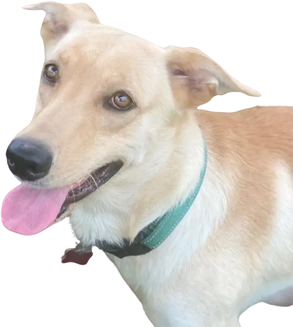Smiling dog