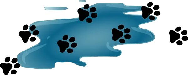 Water puddle with paws