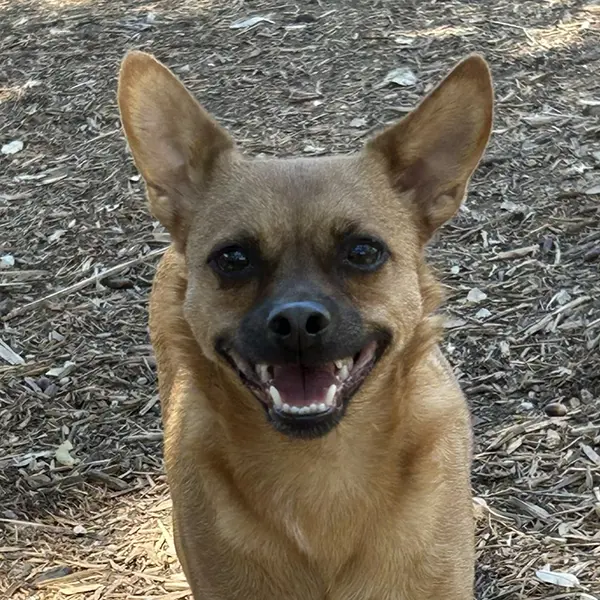 Sweet Boy