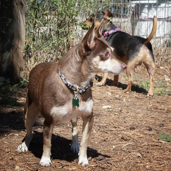 Kiddo and Roscoe